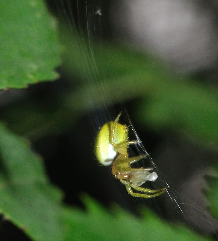 Araniella sp.